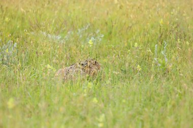 Kahverengi tavşan yaz güneşinde uzun otların arasında saklanıyor.