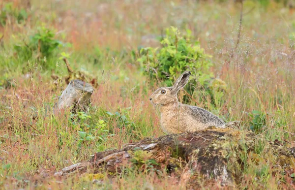 Lepre Campo Marrone Siede Nella Natura — Foto Stock