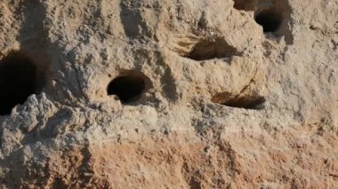 Sand Martin - Riparia Riparia - yuvasından çıkıyor, diğeri de diğer yuvaya iniyor, ikisi de uçup gidiyor.