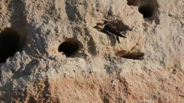 Sand Martin - Riparia Riparia - yuvasında oturuyor, bağırıyor, izliyor, tüylerini temizliyor, uçup gidiyor.