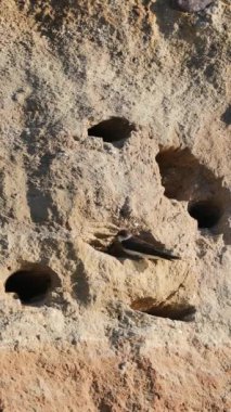 Sand Martin, Riparia Riparia yuvasına yaklaşıyor, etrafı seyrediyor, uçup gidiyor.