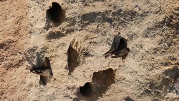 Sand Martin Riparia Riparia Several Birds Sitting Nest Others Coming — Stockvideo
