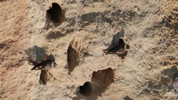 Sand Martin Riparia Riparia Several Birds Sitting Nest Another Coming — Stockvideo