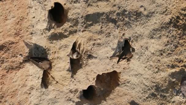 Sandmartin Riparia Riparia Mehrere Vögel Sitzen Ihrem Nest Graben Kriechen — Stockvideo