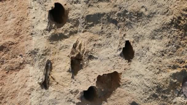 Sand Martin Riparia Riparia Several Birds Digging Tunnel Nest — Stockvideo