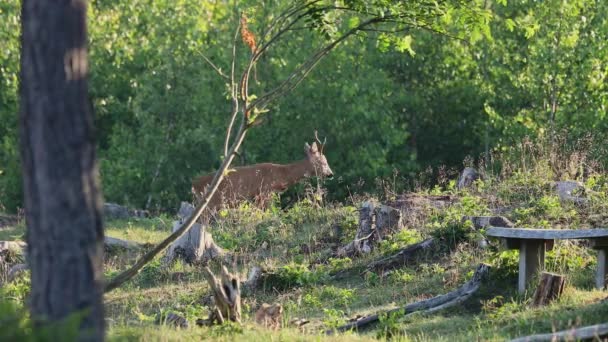 Male European Roe Deer Capreolus Capreolus Grazing Forest Ground — ストック動画