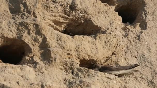 Sand Martin Riparia Riparia Digging Its Nest Another One Shouting — Stockvideo