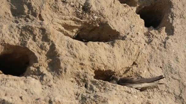 Sandmartin Riparia Riparia Gräbt Sein Nest Ein Anderes Schreit Und — Stockvideo