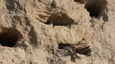 Sand Martin - Riparia Riparia - yuvasını kazıyor, sonra uçuyor, diğeri bağırıyor ve izliyor.