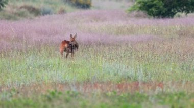 Female roe deer - Capreolus capreolus - in fresh high grasses in early morning, looking at the camera then licking herselfs ass