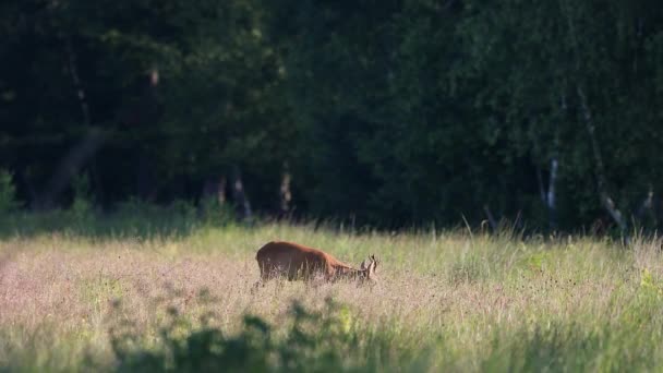 Male European Roe Deer Capreolus Capreolus Grazing Forest Ground — Vídeo de Stock