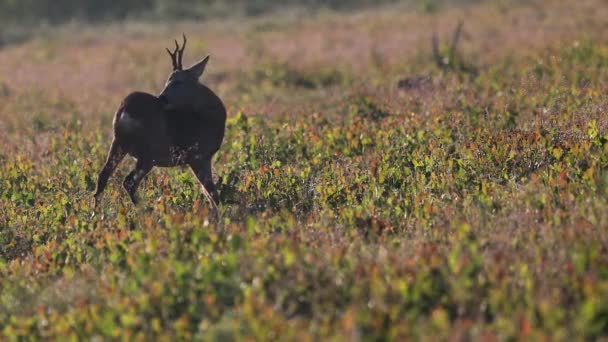 Male European Roe Deer Capreolus Capreolus Licking Its Back Looking — ストック動画