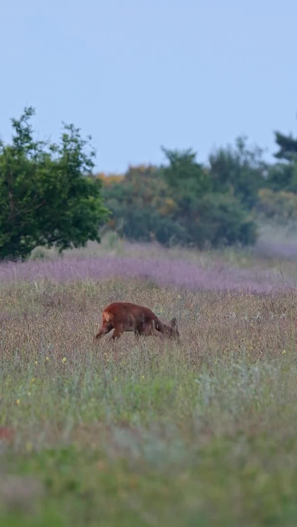 Roe Deer Capreolus Capreolus Doe Feeding Misty Meadow Early Morning — Stockvideo