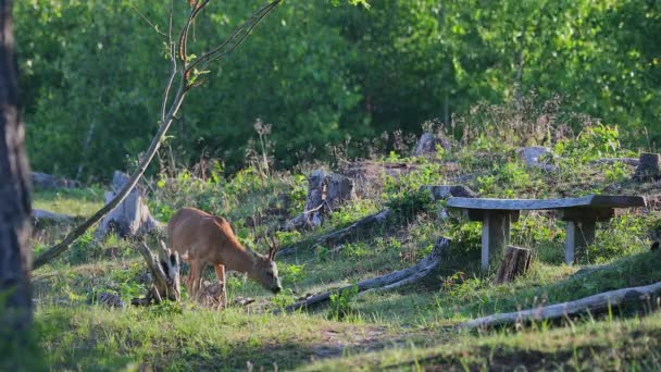 Herten Van Mannelijke Europese Reeën Capreolus Capreolus Beweiding Bosgrond — Stockvideo