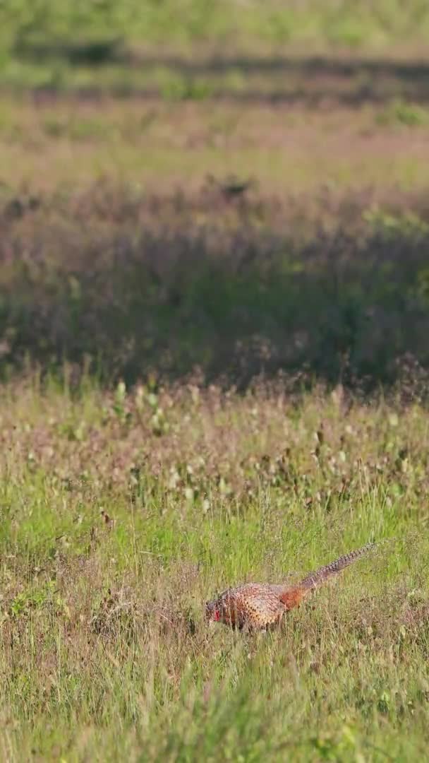 普通的野鸡 雄鸡在春天的绿色草地上觅食 在阳光明媚的早晨 雄性欧洲野鸟 有褐色斑点的羽毛和红色的头 在干草地里吃草 — 图库视频影像