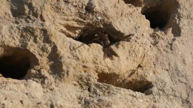 Sand Martin - Riparia Riparia - Takım çalışması için yuvalarını kazan iki kuş