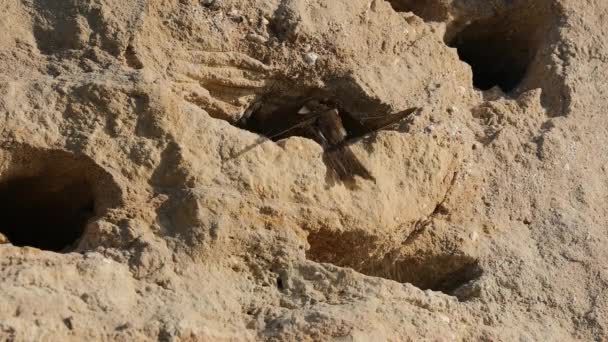 Sand Martin Riparia Riparia Due Uccelli Che Scavano Insieme Nido — Video Stock