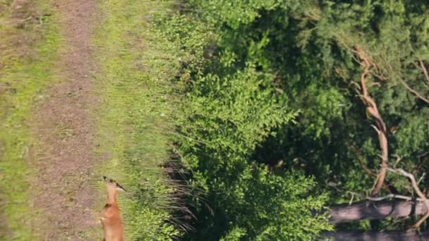 Roe Deer Capreolus Capreolus Doe Walking Meadow Summer Wildlife Scene — Stockvideo