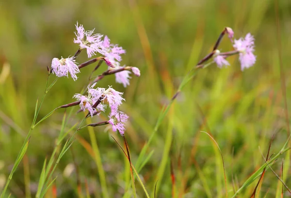 Fringed Pink Flower Large Pink Superb Pink Davos Switzerland Its — Zdjęcie stockowe