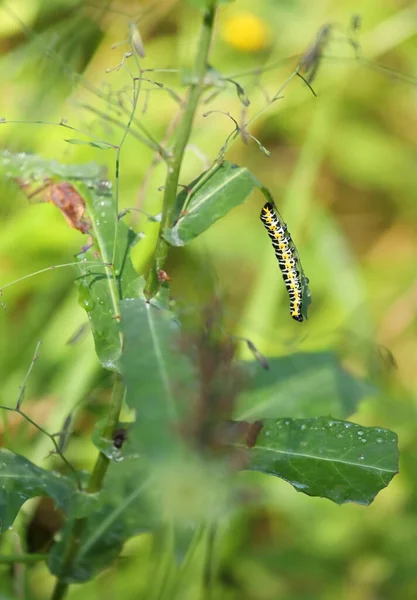 Cucullia Lactucae Aka Lettuce Shark Has Beautiful Caterpillar — Stock Photo, Image