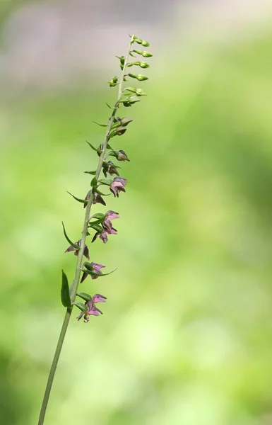 Beautiful Red Purple Wild Europaean Orchid Epipactis Atrorubens Macro Shot — Stock Photo, Image