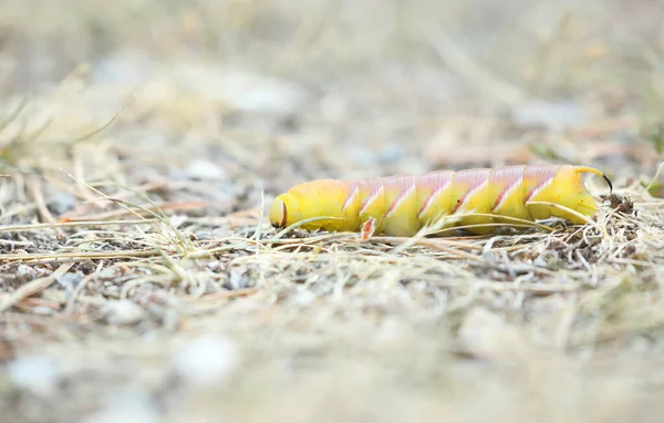 Caterpillar Privet Hawk Moth Sphinx Ligustri Rare Yellow Variant — Stock Photo, Image