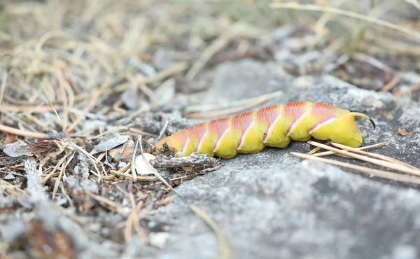 Privet Hawk Moth Sphinx Ligustri Caterpillar Rare Yellow Variant Burying — Stock Photo, Image
