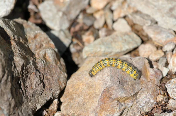 Buff Tip Moth Caterpillar Phalera Bucephala Crawling Ground — Stock Photo, Image