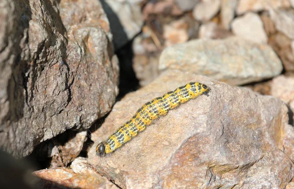 Buff Tip Moth Caterpillar Phalera Bucephala Crawling Ground — Stock Photo, Image