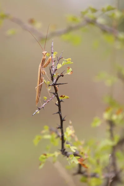 Insetto Predatore Mantide Europea Mantis Religiosa Ramo Cespuglio Ritratto Ravvicinato — Foto Stock