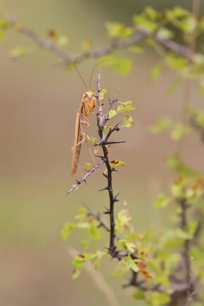 Хижацька Комаха Європейський Богомол Mantis Religiosa Гілці Чагарників Портрет Зблизька — стокове фото