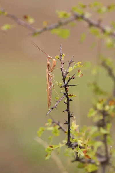Predatory insect European mantis - Mantis religiosa - on a bush branch, close-up portrait in natural habitat