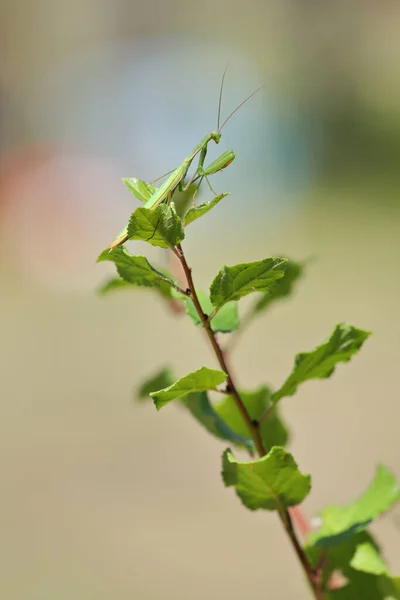 Predatory insect European mantis - Mantis religiosa - on a bush branch, close-up portrait in natural habitat