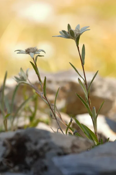 Edelweiss Λουλούδι Στο Βράχο Στις Άλπεις Backlight Από Χρυσό Ήλιο — Φωτογραφία Αρχείου