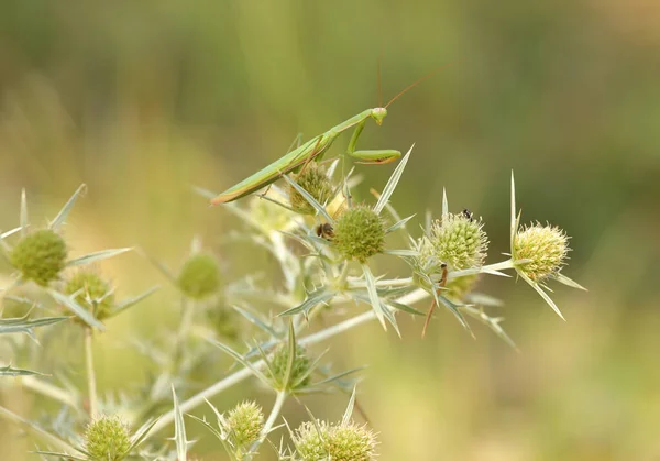 european mantis - mantis religiosa - standing on blooming heads of a Watling Street thistle - Eryngium campestre - spotting a small insect