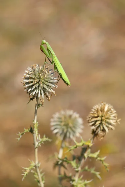 european mantis - mantis religiosa - standing on blooming heads of a globe thistles in summer