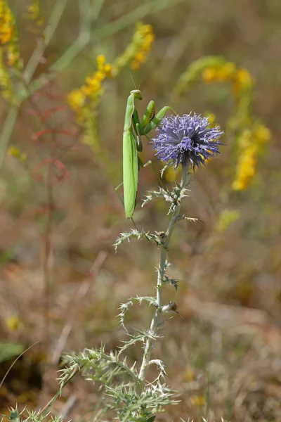 Ευρωπαϊκή Mantis Mantis Religiosa Στέκεται Πάνω Ανθισμένα Κεφάλια Ενός Γαϊδουράγκαθου — Φωτογραφία Αρχείου