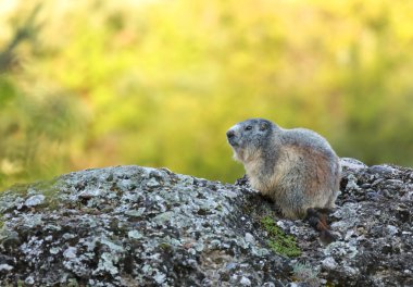 Alp dağ sıçanı - Marmota marmota - yerde yaşayan büyük bir sincaptır. Yumuşak yayılmış yeşil arkaplan. Büyük yosunlu zemin taşı