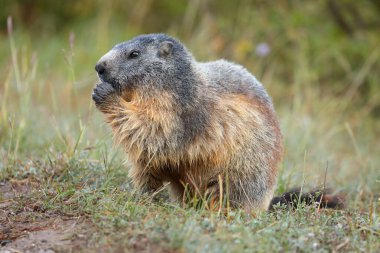 Marmot ot yiyor. Yazın Fransız Alpleri 'nde dağ sıçanı. Marmota marmota.