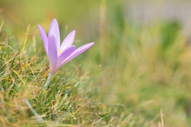 Colchicum Autumnale - Fransız Alpleri 'ndeki yeşil bir çayırda uçan sinekle sonbahar gülü