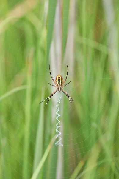 Uma Aranha Vespa Uma Grande Teia Fundo Grama Verde Dia — Fotografia de Stock