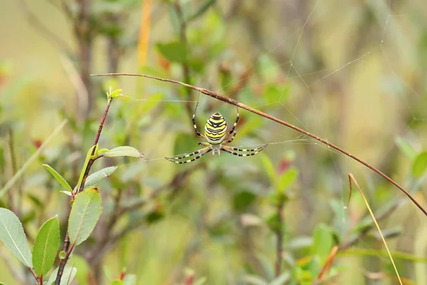 Eine Wespenspinne Einem Großen Netz Auf Grünem Gras Einem Sonnigen — Stockfoto