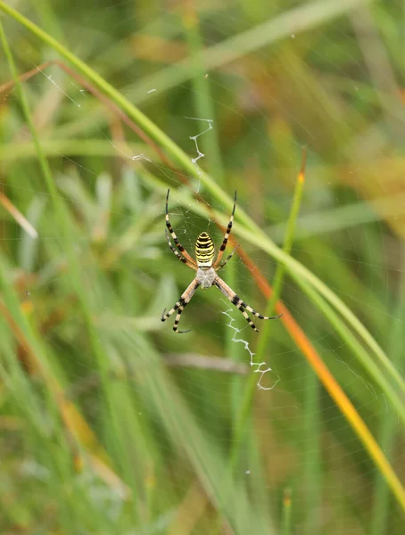 Una Araña Avispa Una Gran Red Sobre Fondo Hierba Verde — Foto de Stock