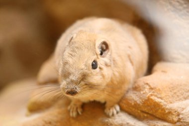 Ctenodactylus gundi, kedigiller (Ctenodactylidae) familyasından bir kemirgen türü. Cezayir, Libya, Fas ve Tunus 'ta bulunur..