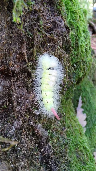 Caterpillar Pale Tussoc Calliteara Pudibunda Tree — Stock Photo, Image