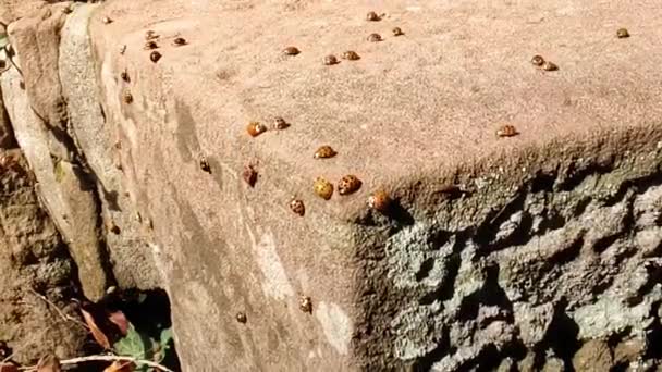 Banyak Ladybirds Berkumpul Atas Batu Pasir Hangat Mempersiapkan Diri Untuk — Stok Video