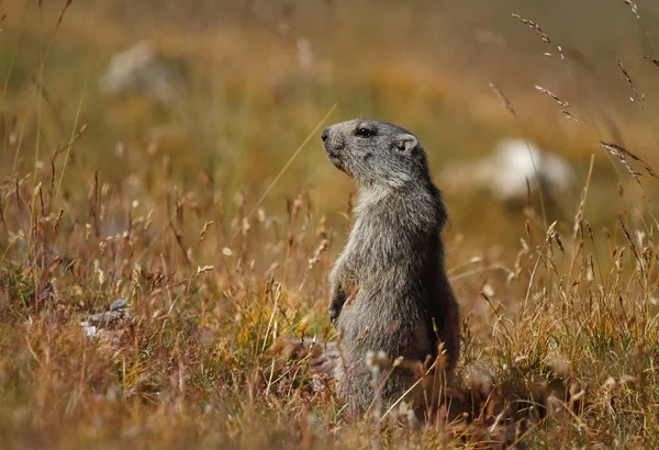 Giovane Marmotta Alpina Piedi Guardare Fuori Minacce Nella Natura Estiva — Foto Stock