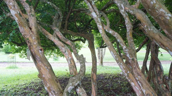 Crevices Tree Trunks — Fotografia de Stock