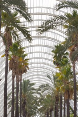 Valencia 'da sanat ve bilim şehrindeki palmiye ağaçlarının manzarası (Ciudad de las Artes y las Ciencias)