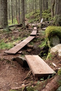Doğadaki ahşap ördek tahtaları kayalık arazi ve kökleri ile ormanda yol alır. Koli Milli Parkı, Finlandiya.